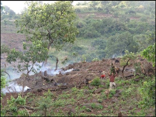 Deforestation for firewood in southwestern Ethiopia.