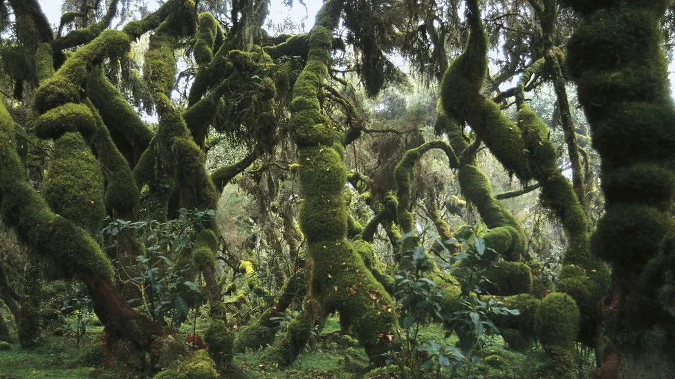 Ethiopia has lost a lot of its natural forests.