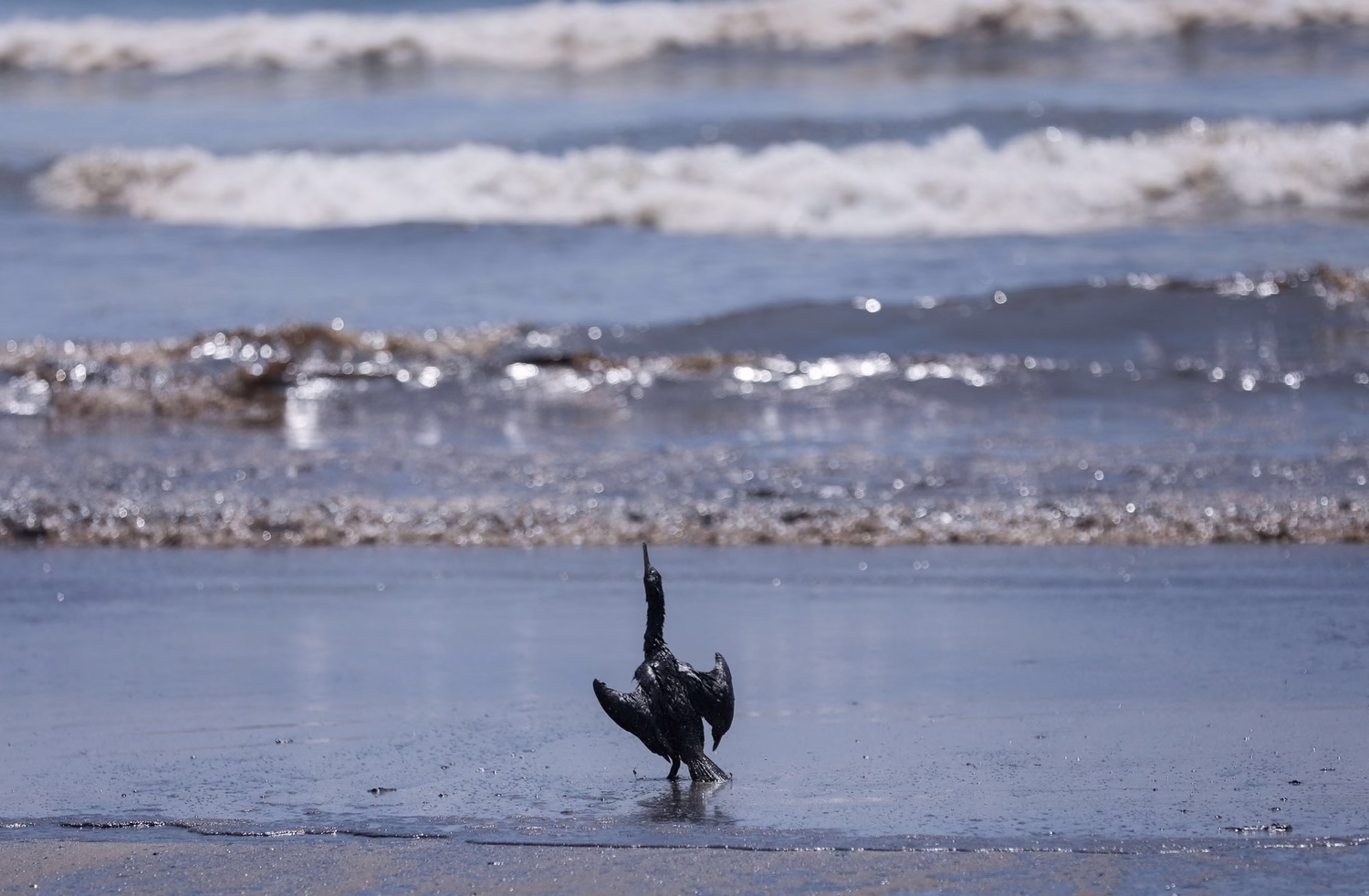 A bird is pictured on a polluted beach during cleanup efforts in Ventanilla on January 18.