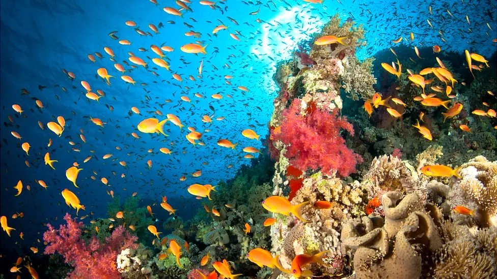Black sea urchins help corals thrive