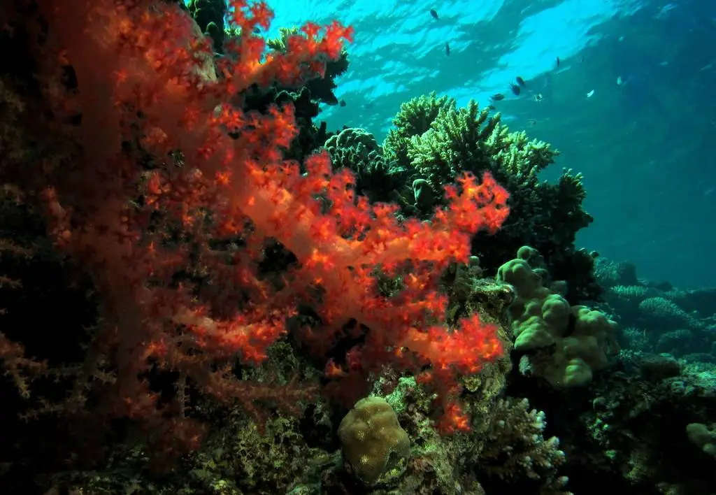 Coral reefs, Red Sea, Egypt