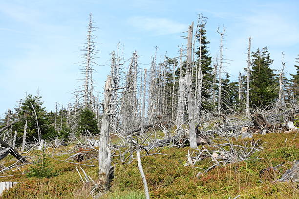 dead tree Black Forest