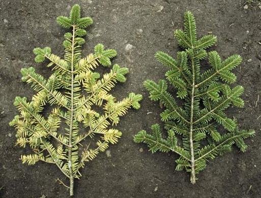 Branches of trees in Germanys Black forest showed needle lose
