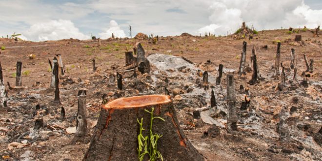 Deforestation in Somaliland