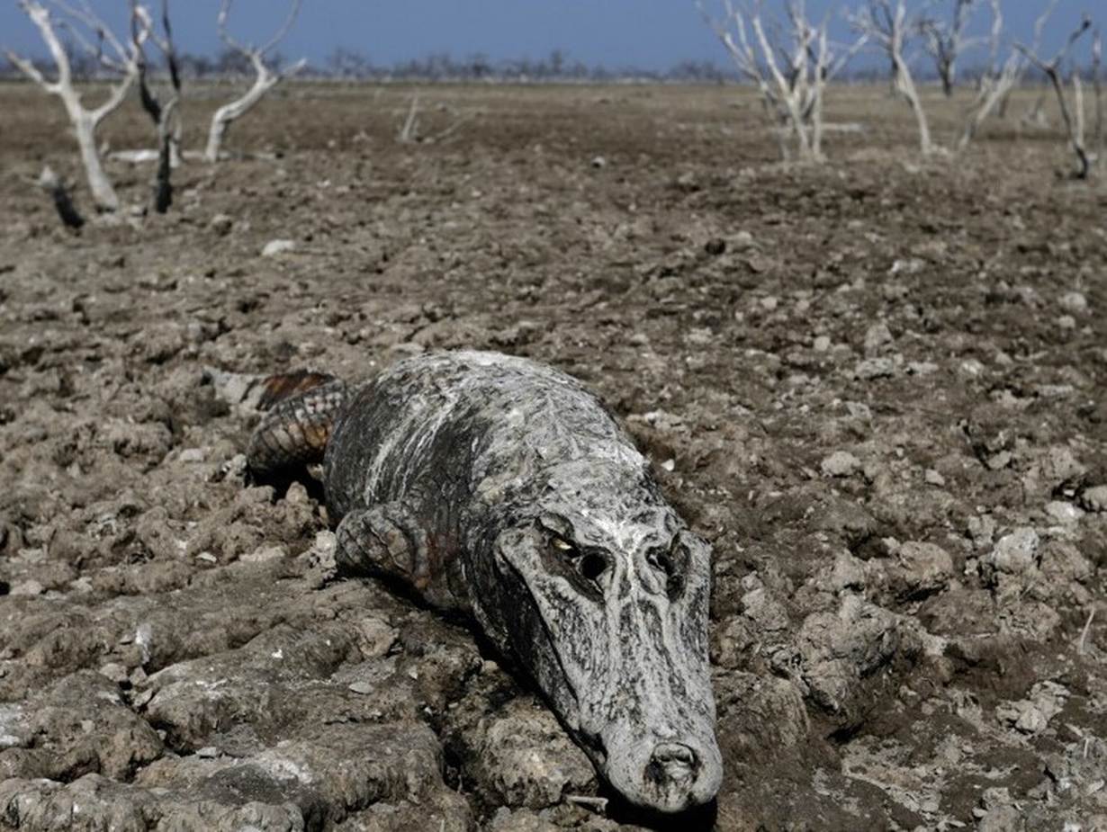 Deforestation in Argentina’s Gran Chaco
