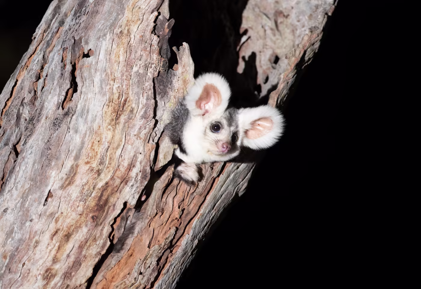 Greater gliders going extinct, Australia