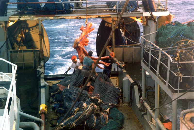 Unsustainable fishing practices, South Tasman Sea and Lord Howe Rise