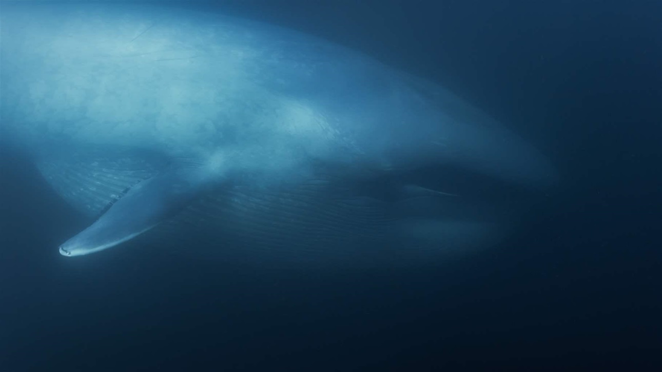 A migratory blue whale, which returns to these waters to breed, feeds on krill.