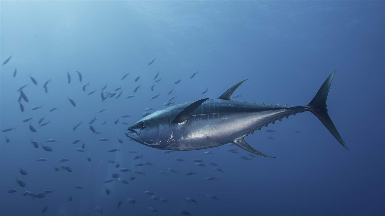 The nutrient-rich waters of the Costa Rica Dome attract a high diversity of species, including yellowfin tun