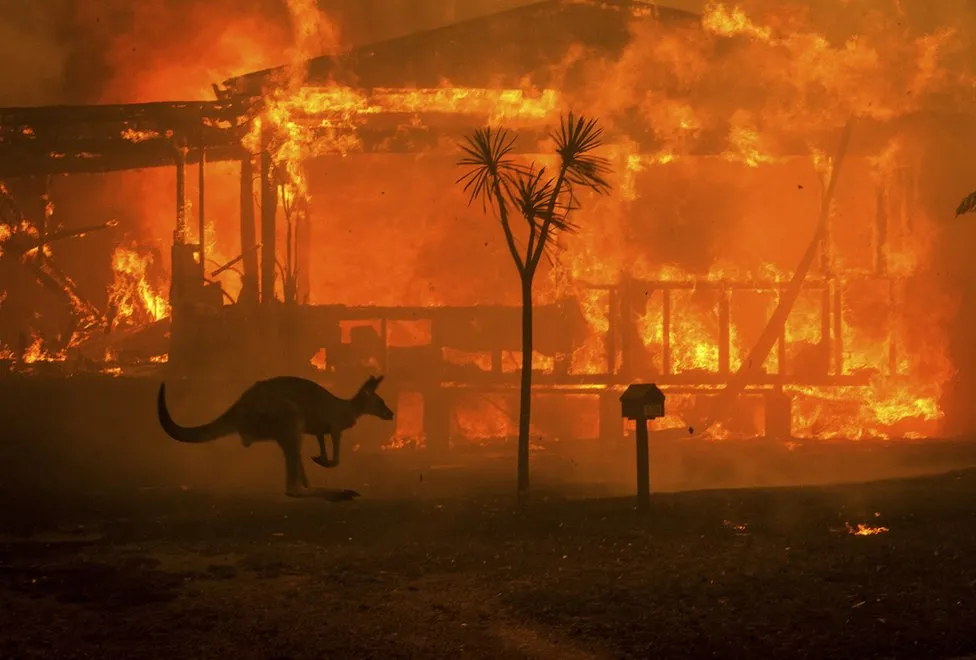 A kangaroo rushes past a burning house in Conjola, 2020.