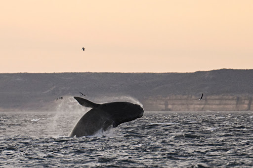 Seismic blasting plans threaten to disrupt whale migration superhighway in North-west Australia