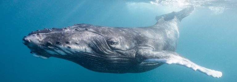 Blue whale