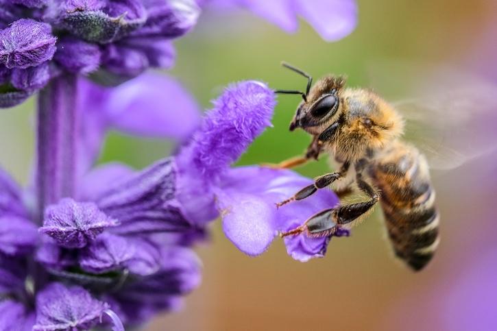 Major invasion of deadly Varroa mites in Australia