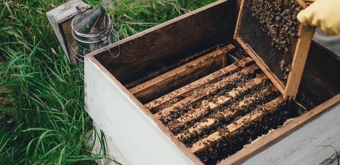 As part of biosecurity measures, the honeybee colonies are put on lockdown to restrict the outbreak.