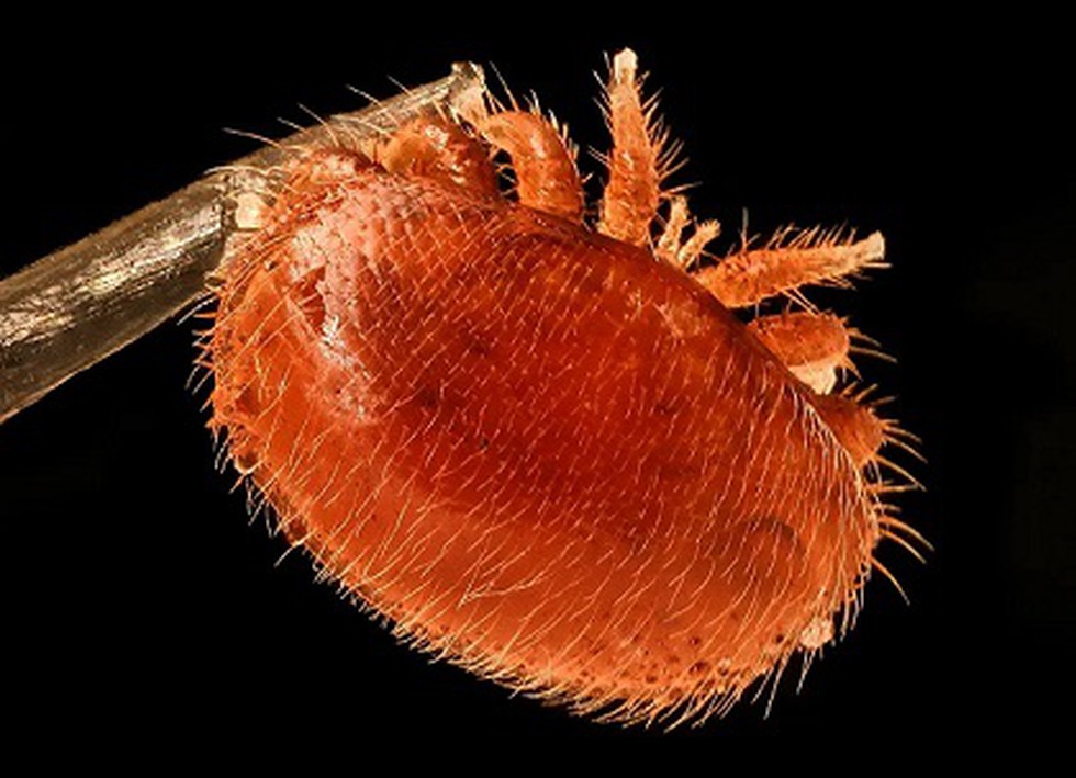 Deadly varroa mite.