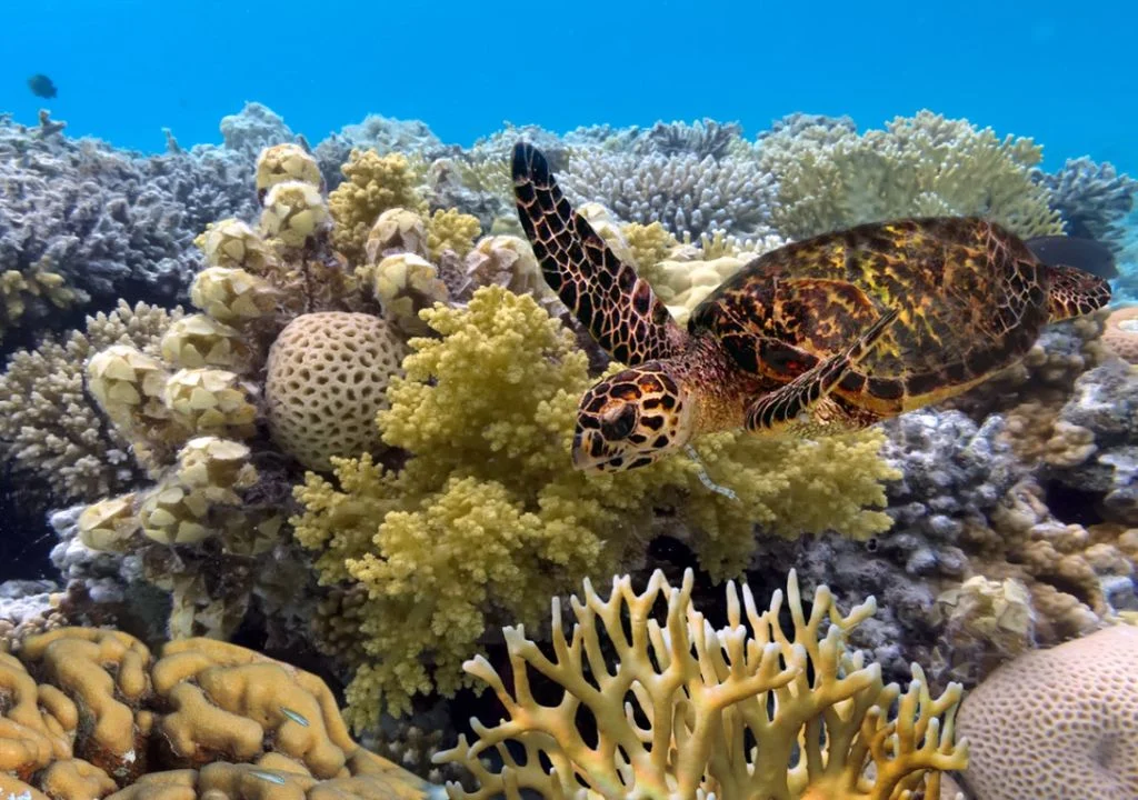 The Great Barrier Reef holds an incredible diversity of species.