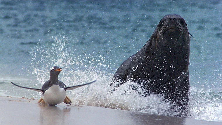 A sea lion chases a gentoo penguin onto land – both are like fish out of water and the sea lion struggles to make a kill