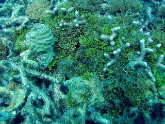 Reef degradation - Corals overgrown by algae, Dry Tortugas, Florida Keys, 2000