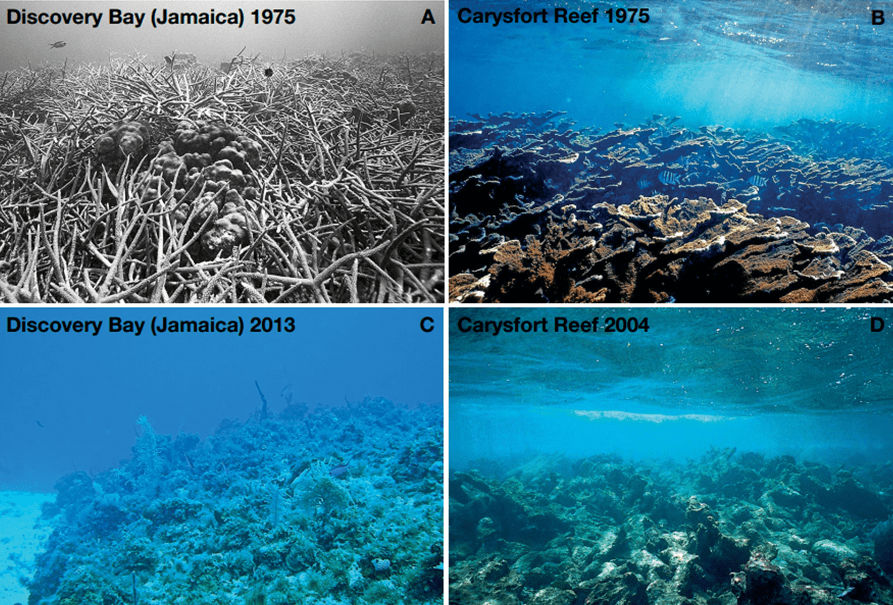 Report: Caribbean Coral Reefs May Disappear In 20 Years