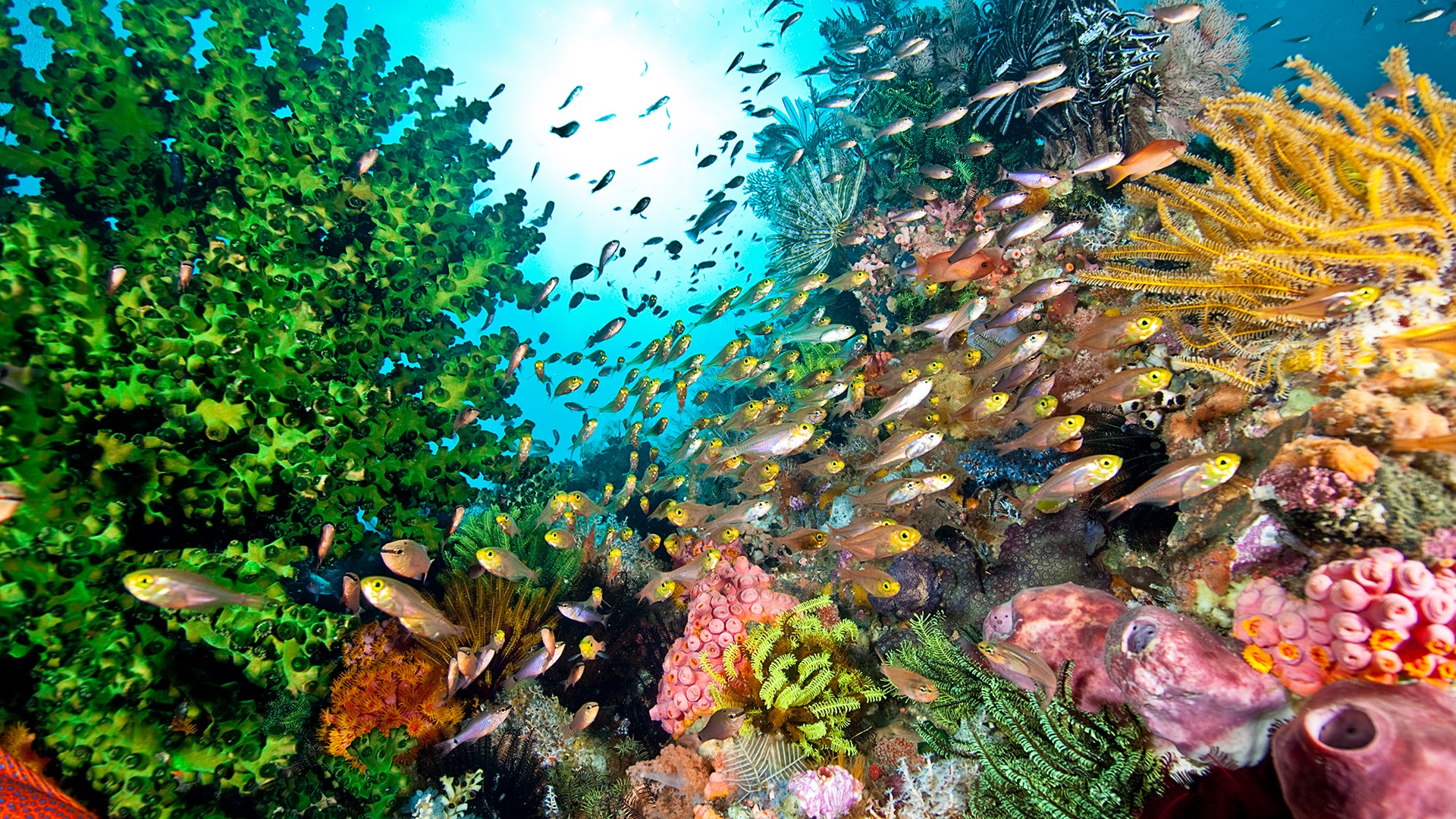 Coral reefs in the Gulf of Guinea are under threat