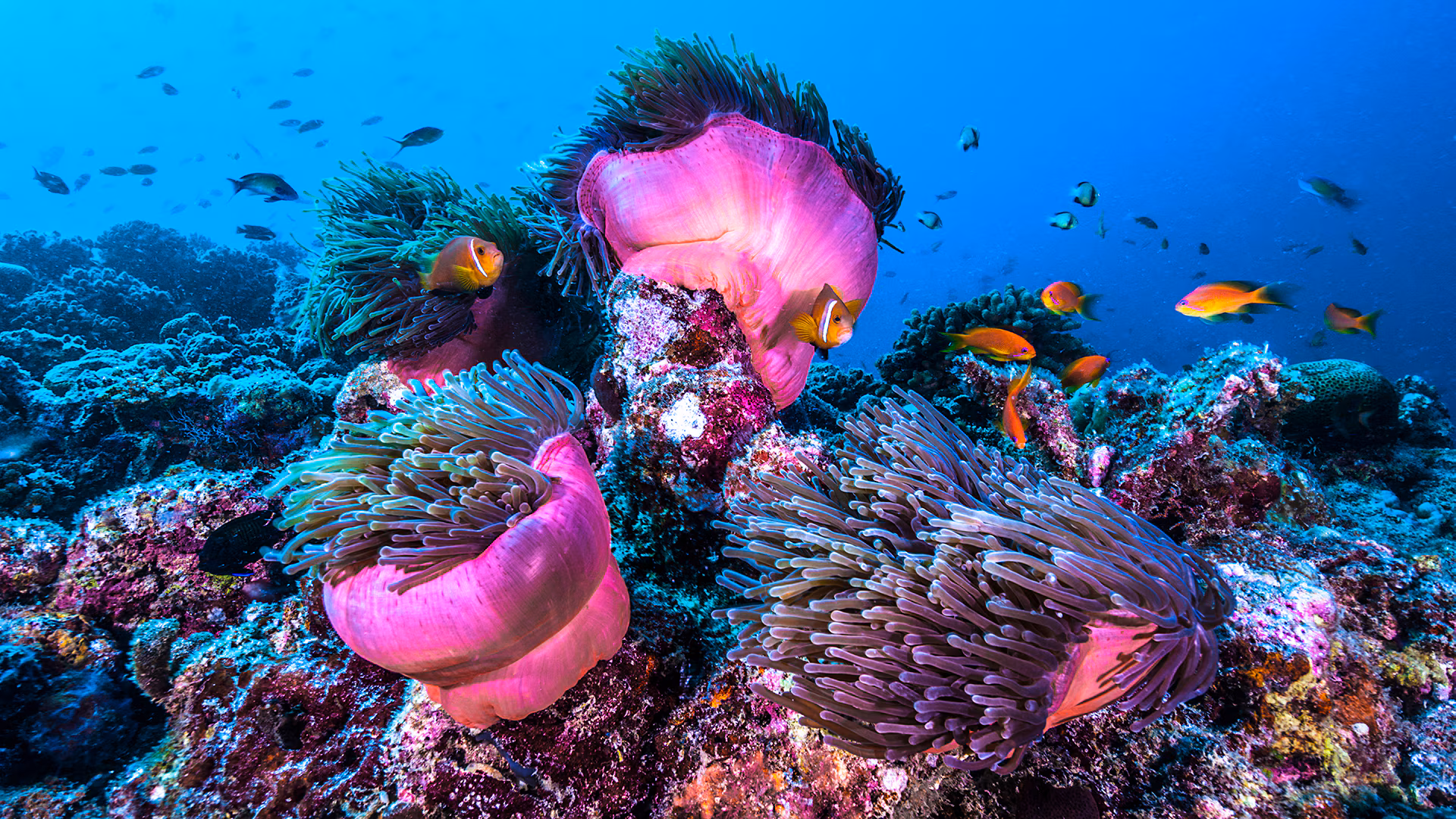 Coral reefs are in fact animals, most closely related to jellyfish and anemones. © Giordano Cipriani I Getty