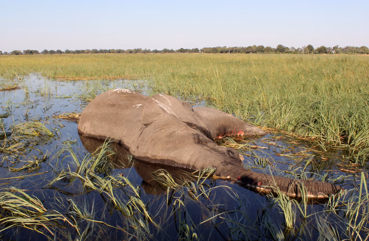 Mass elephant die-off, Botswana