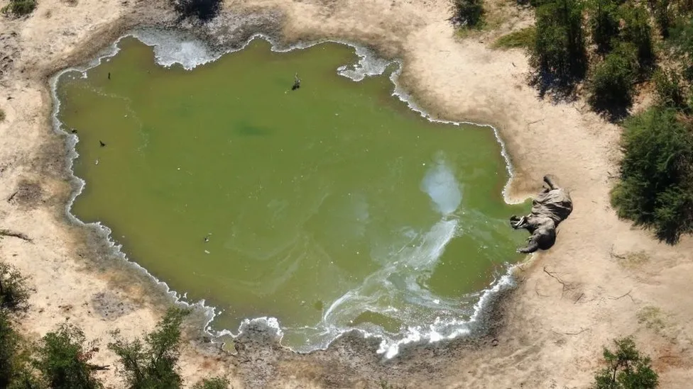 Dead elephant near water hole