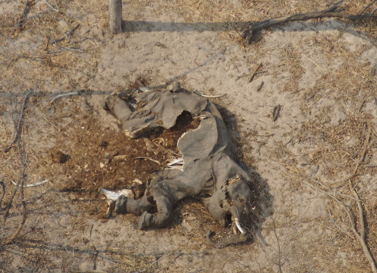 A decomposing elephant carcass found near a water hole is typical of the some 450 bodies found around the Okavango