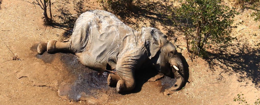 Decomposing elephant carcass