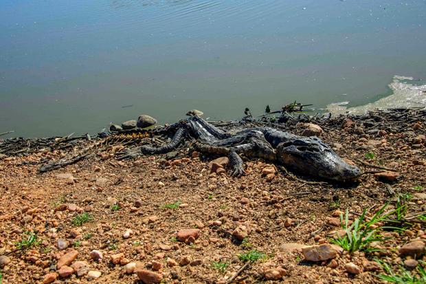 A dead crocodile is seen as forest fires rage in the Pantanal wetland in Porto Jofre, Mato Grosso State, Brazil, Nov. 11, 2023.