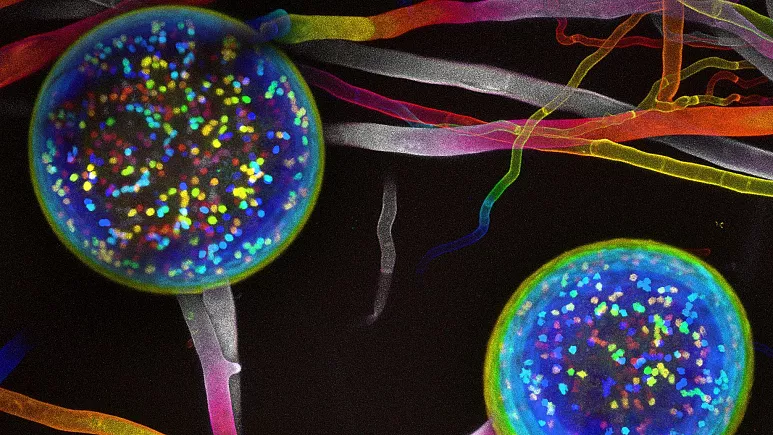 Threats to global fungal networks and mycorrhizal diversity