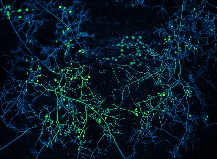 A mycelium network