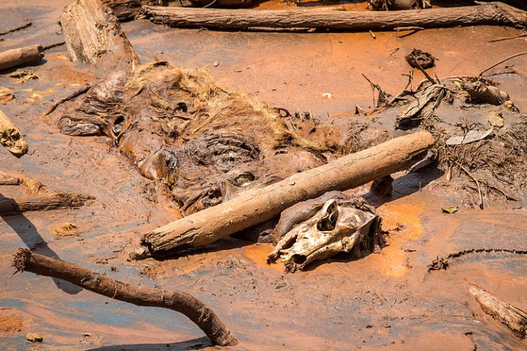 People, wildlife and fish died when toxic mud destroyed Bento Rodrigues