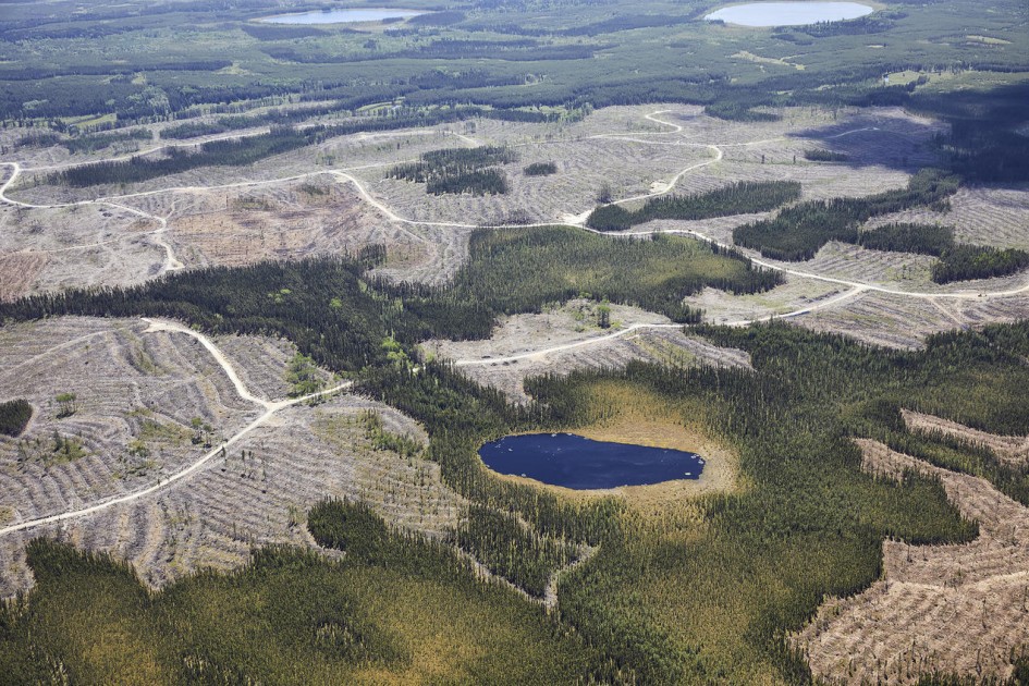 Forest destruction