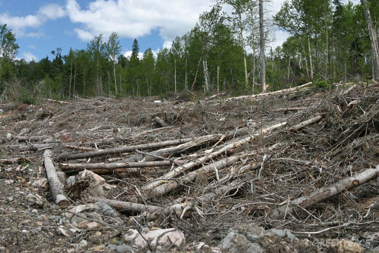 Deforestation boreal forests