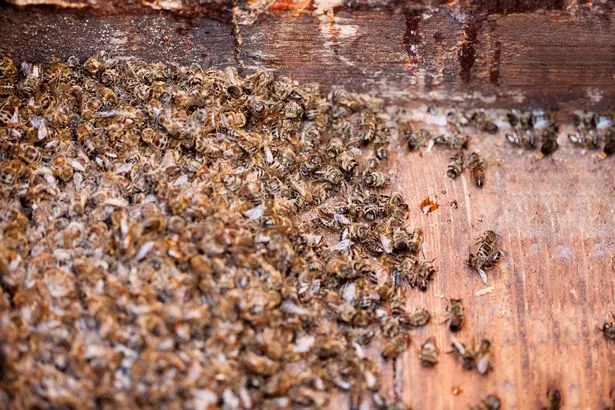 Mass died bees in Rio Grande do Sul, Brazil