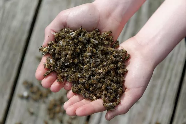 Half a billion bees died in the past three months in Brazil