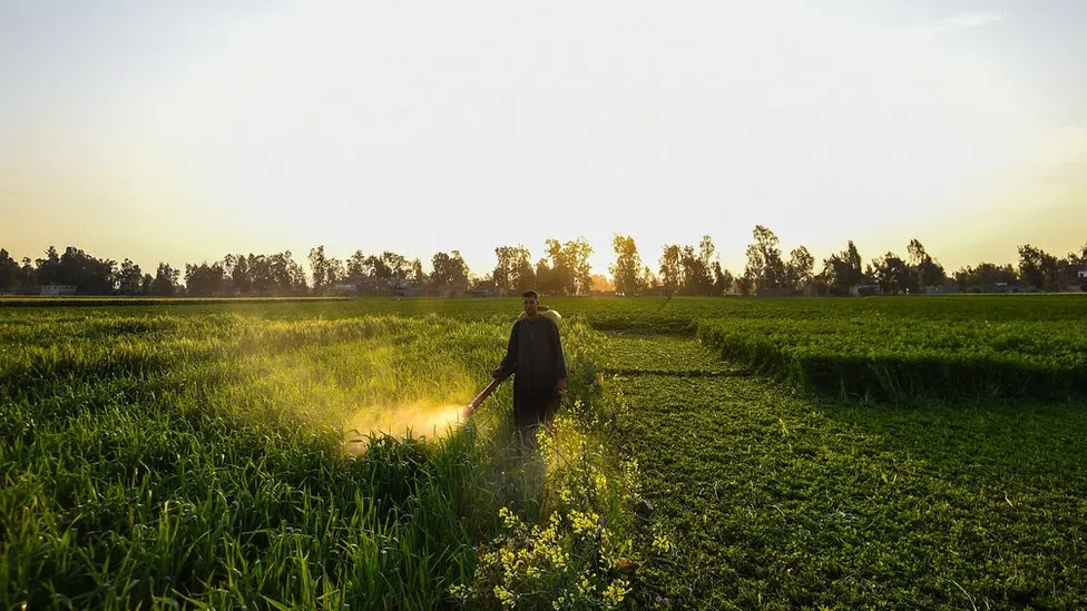 Pesticides are sprayed in agriculture around the world and can harm insects such as bees
