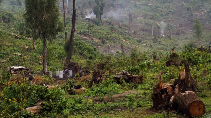 Deforestation has accelerated because of shifting cultivation, a reliance on wood for fuel, and illegal logging