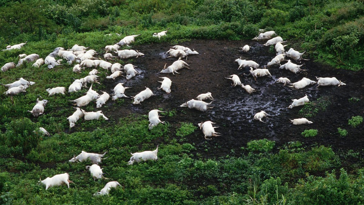 The Lake Nyos Disaster