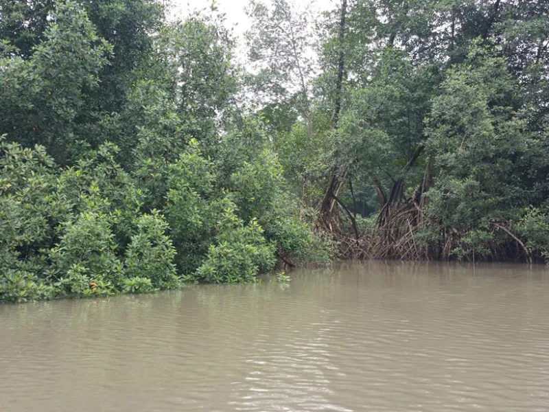 The lush, resource-rich mangrove forest of the Wouri Estuary has helped sustain Indigenous lifestyles for thousands of years.