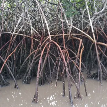 The prop roots of mangrove trees in the Wouri Estuary are seen here. With low-hanging foliage and exposed roots, the trees easily entangle plastic litter.