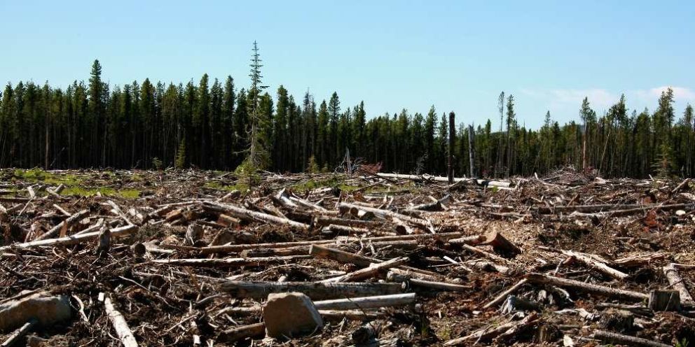 The impact of deforestation in B.C., Canada