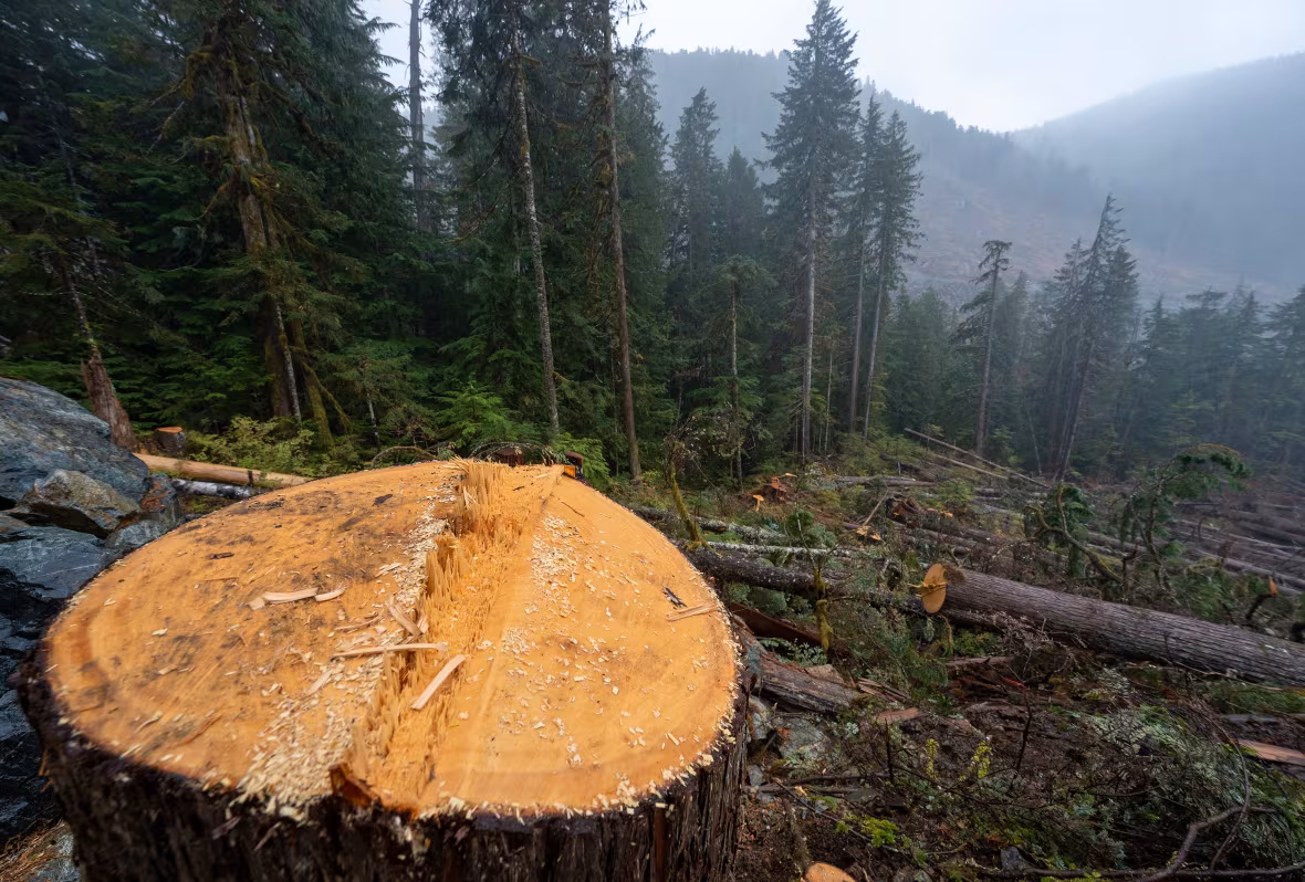 British Columbia delays promised protections as old growth keeps falling