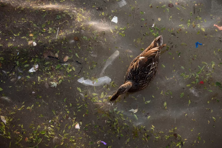 Pollution in the Great Lakes.