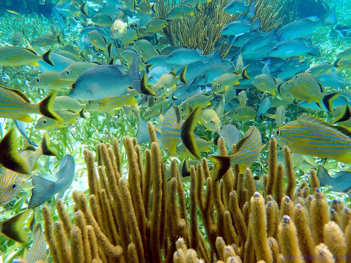 Coral reefs in the Cape Verde Islands are under threat