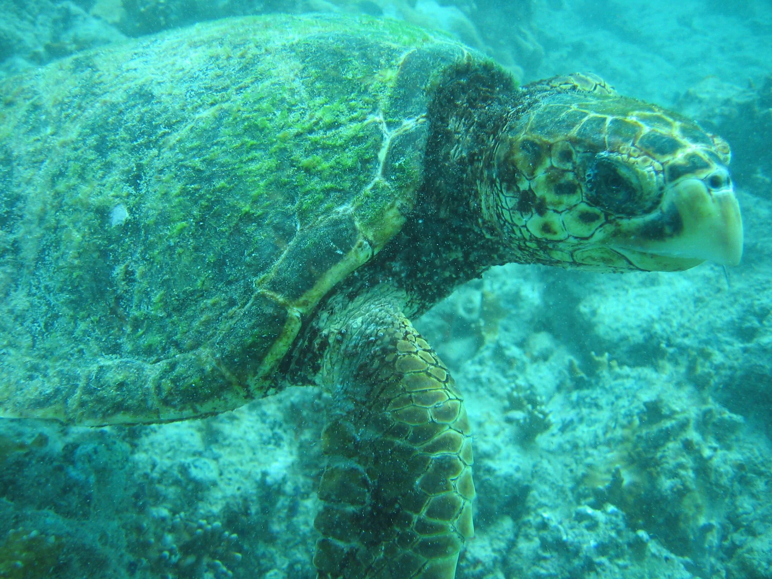 Turtle near a coral reef