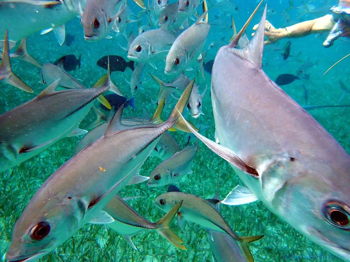 Fish in a coral reef