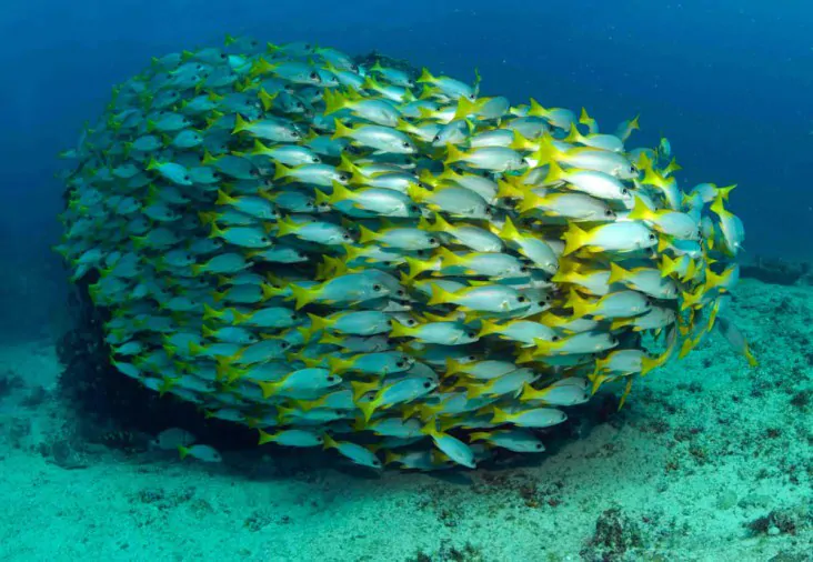 coral reef