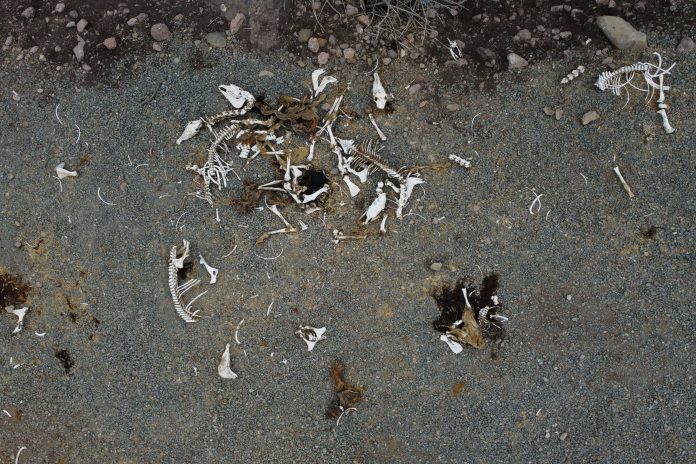 Animal bones lie on the ground at Montenegro in Santiago
